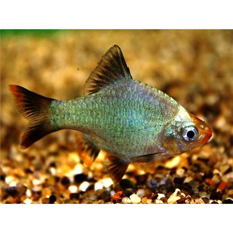 Barbus Tetrazona Platinum Green - imagine 3